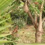 The Dragonfly Retreat *