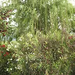The Dragonfly Retreat * מאלגה